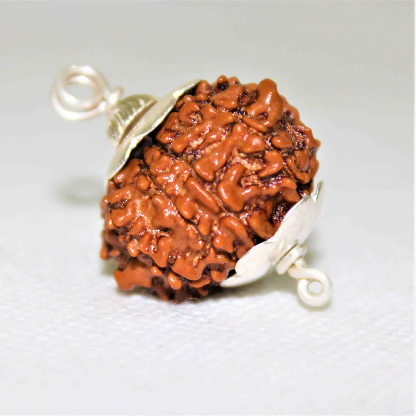 natural-9-mukhi-rudraksha-nepal-origin-super-collector-size-941800