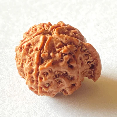 natural-ganesh-mukhi-rudraksha-207154