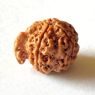 natural-ganesh-mukhi-rudraksha-694099