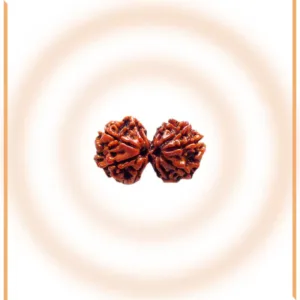 Natural Gaurishankar Rudraksha (Nepal Origin)