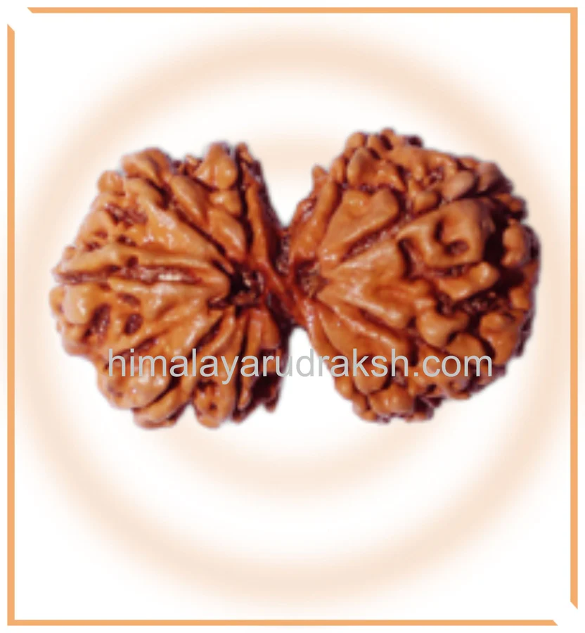natural-gaurishankar-rudraksha-nepal-origin-collector-size-188535