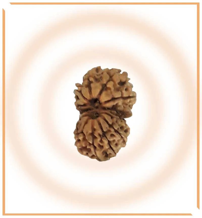 natural-gaurishankar-rudraksha-nepal-origin-collector-size-950966