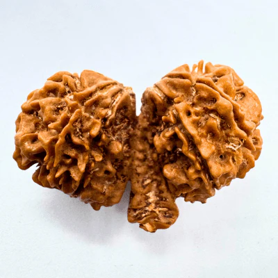 trijuti-rudraksha-nepali-origin-571483