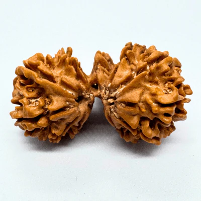 trijuti-rudraksha-nepali-origin-757807