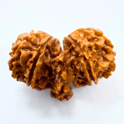 trijuti-rudraksha-nepali-origin-977398