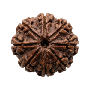Rudraksha